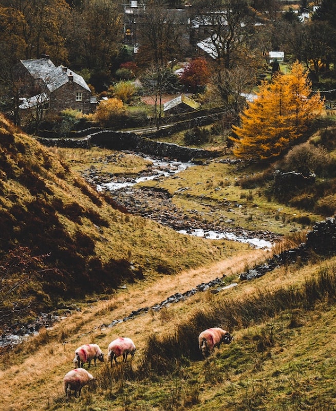 landscape with sheep